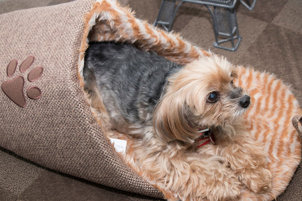 Slip-On Fashionable Slipper Dog Bed